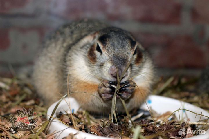 Талломисы и полевой хомяк