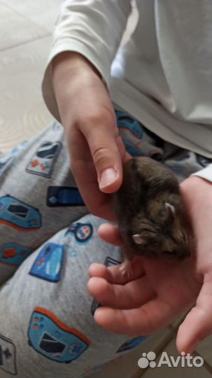 Бронь до 20.05. Джунгарский хомяк. Мальчик