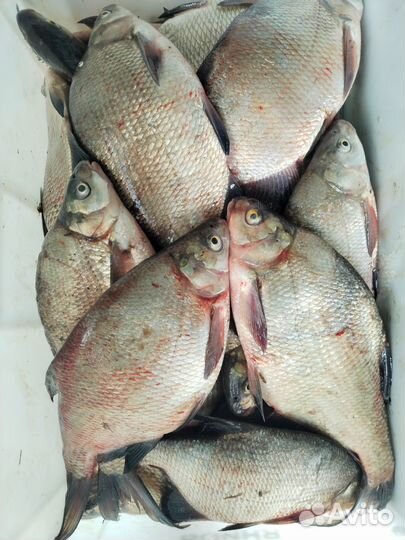 Свежая рыба речная