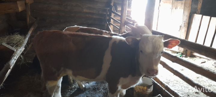 Бычки и быки