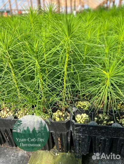 Сеянцы зкс Сосна окс Ель Лиственница Горная