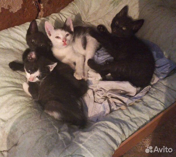 Котята в добрые руки