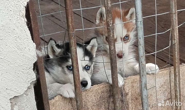 Сибирские хаски