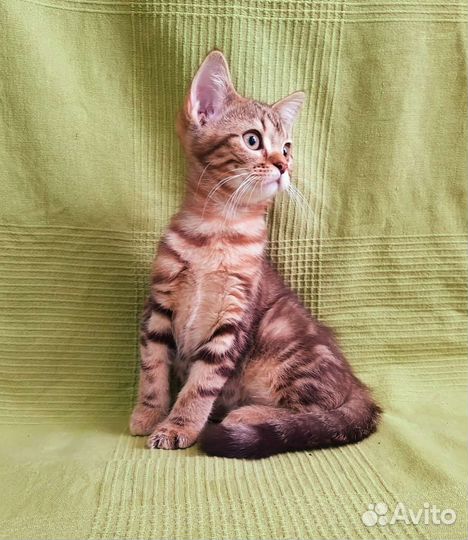 Шотландский котёнок