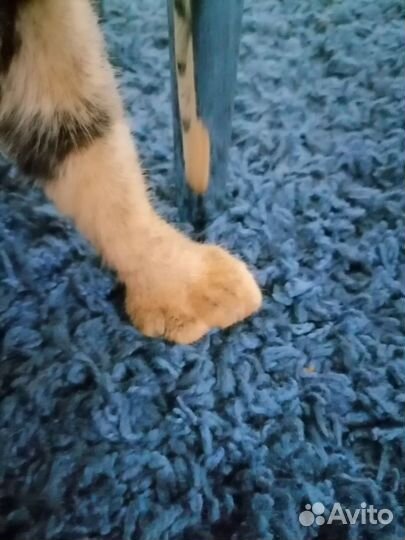 Продам котенка