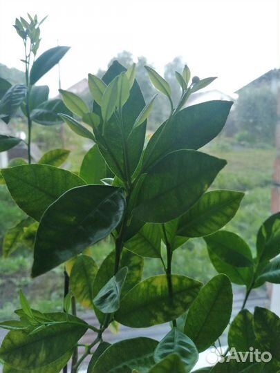 Цитрусовые,каламандин