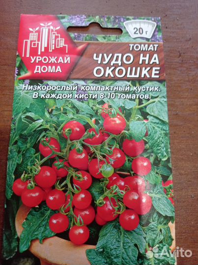 Томат на окне