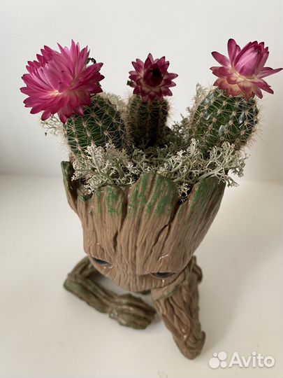 Кактусы в кашпо 