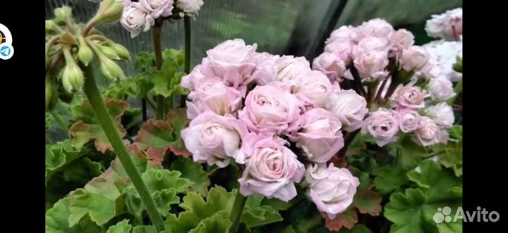 Пеларгонии сортовые Ю Царская невеста