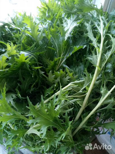 Руккола, петрушка