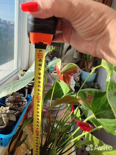 Комнатные цветы антуриум