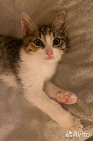 Кошки в добрые руки бесплатно