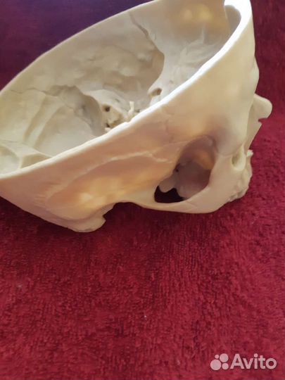 Череп Анатомический Пособие Хэллуин