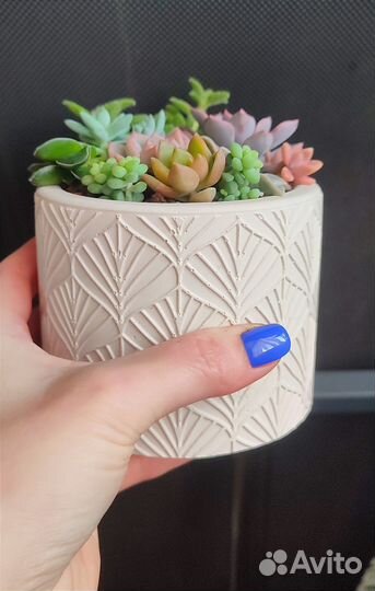 Суккуленты