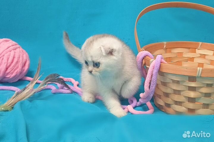 Шикарные Шотландцы