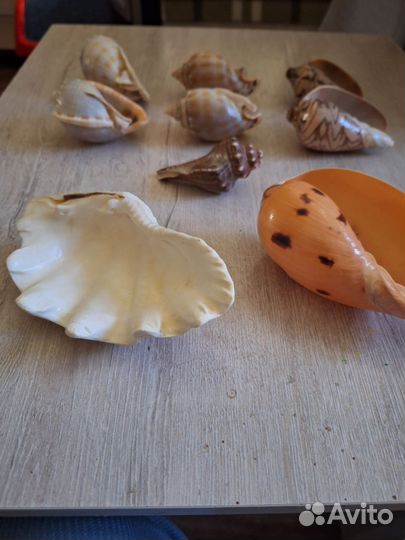 Морская ракушка