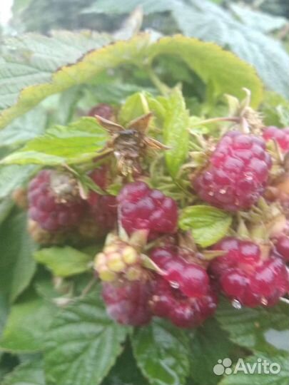 Малина сорт Скоморох крупная сладкая ягода