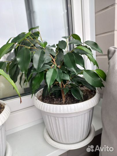 Бенджамина