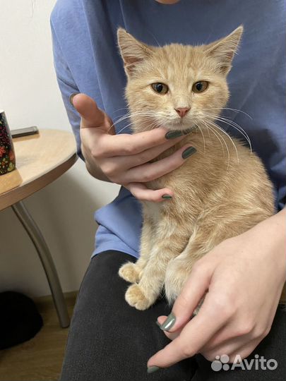 Кошка (девочка) в добрые руки