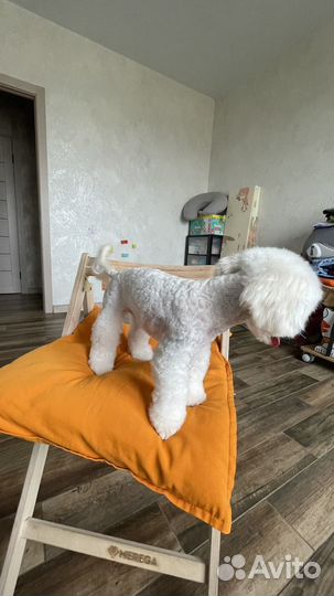 Кобель для вязки мальтипу