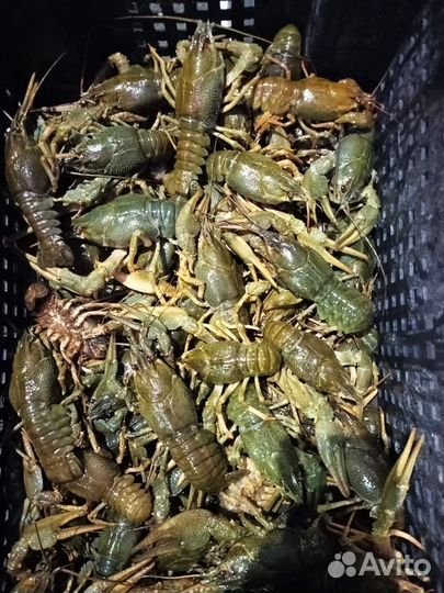 Раки опт и розница