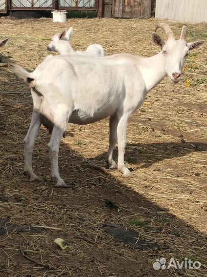 Козы дойные