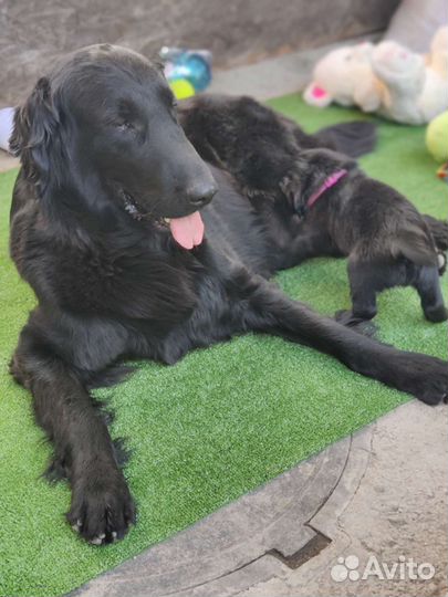 Малыш ретривера