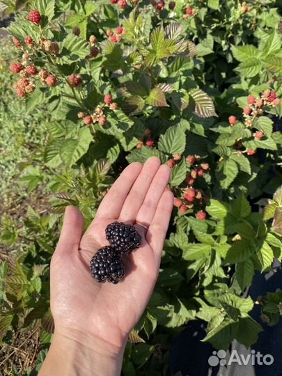 Саженцы ежевики