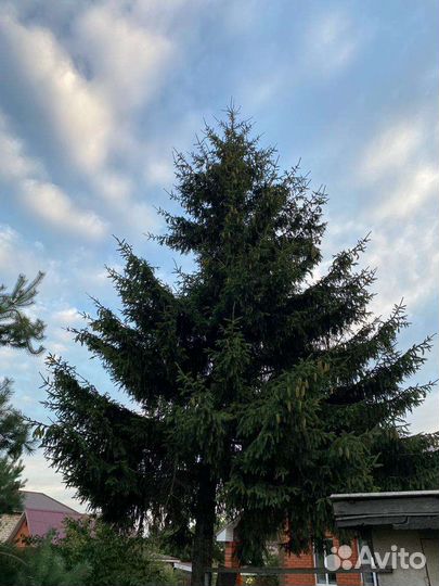Ель живая большая