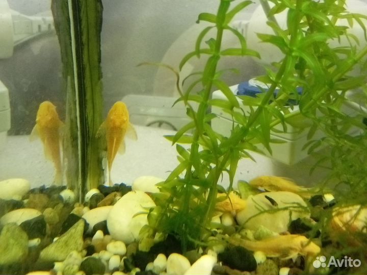 Аквариумные рыбки