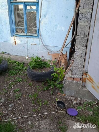 Западно сибирская лайка