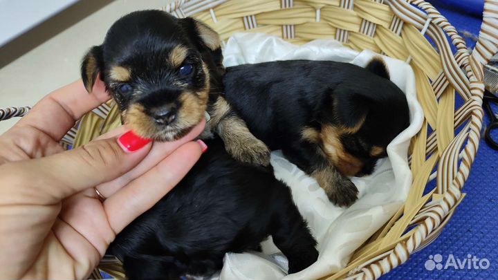 Малыши цветного йорка