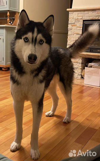 Сибирский хаски титулованный кобель для вязки