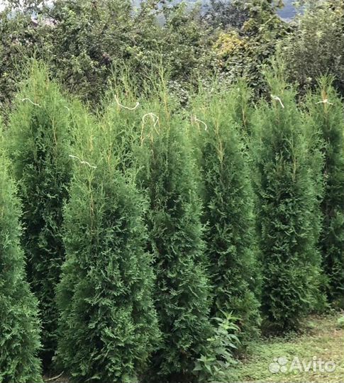 Туя западная Колумна 2.0-2.2 - 3900