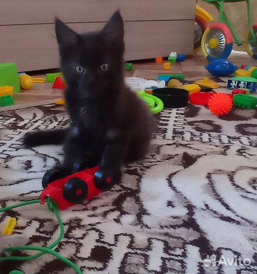 Котята мейн-кун