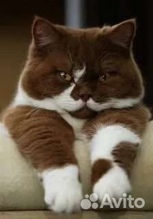 Передержка для кошек