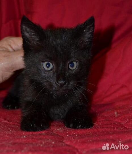 Шикарные, чёрные котята в дар