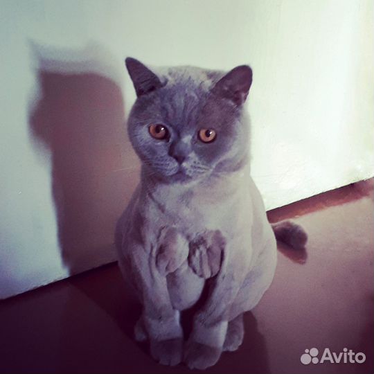 Ваш счастливый кот