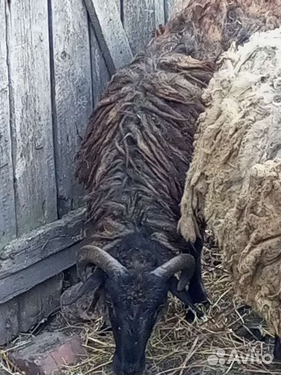Бараны, овцы, ягнята