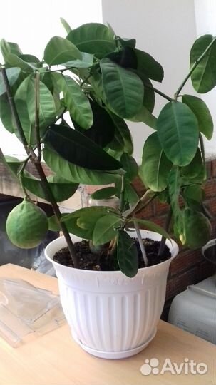 Лимон,юбилейный, на подарок, сдек