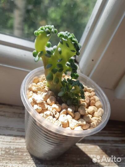 Суккуленты редкие, кактусы
