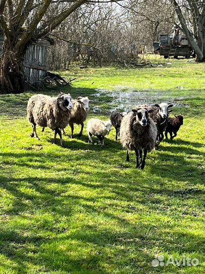 Овцы бараны ягнята оптом