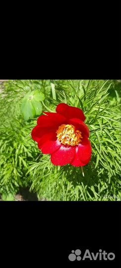 Корни пионов