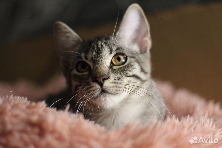 Котенок полосатый