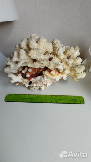 Морские кораллы