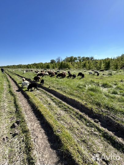 Овцы бараны ягнята