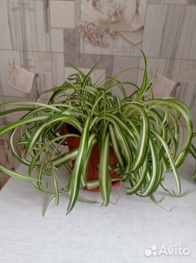 Хлорофитум