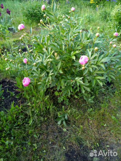 Кусты пионов