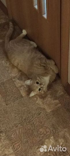 Котик Оскар