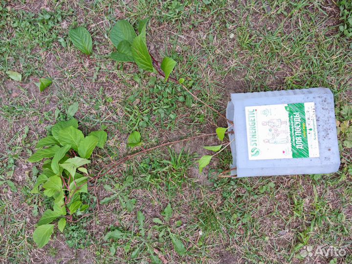 Лимонник китайский